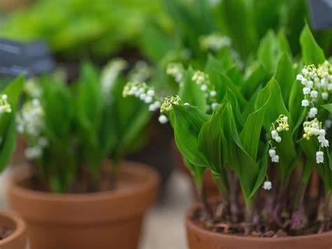 Growing Lily Of The Valley In Pots - Lily Of The Valley Container Care