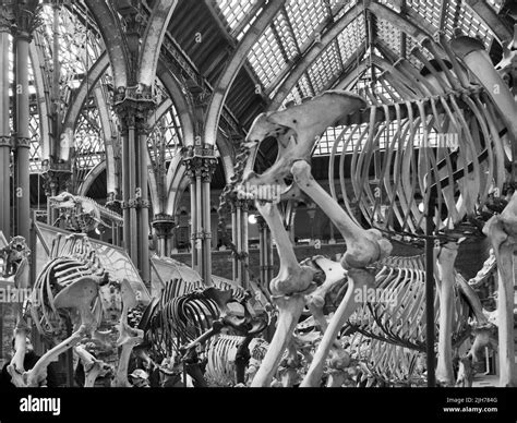 Museum of Natural History, Oxford Stock Photo - Alamy