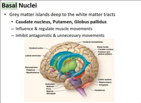 Basal Nuclei – Anatomy