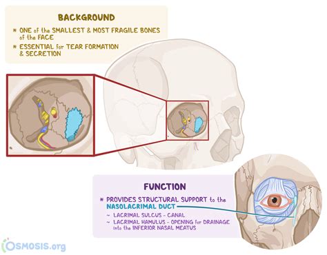 Lacrimal Bone: What is it, Location, Function, and More | Osmosis