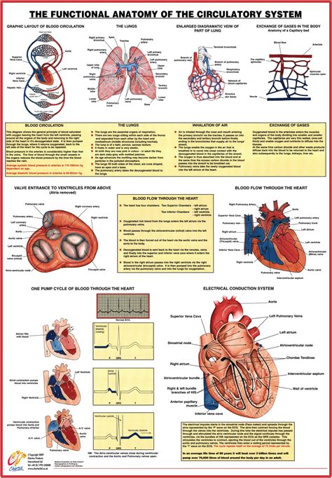 Ritenzione città universitaria pisello cardiovascular system poster ...