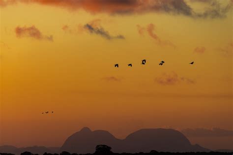 Silhouette of Birds during Sunset · Free Stock Photo