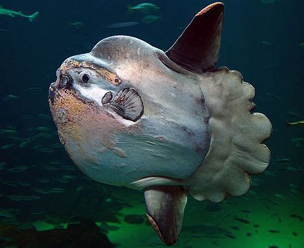 ocean sunfish - Wiktionary, the free dictionary