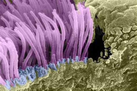 Histology Guide - virtual microscopy laboratory