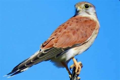 10 birds of prey to see in South Australia - Good Living