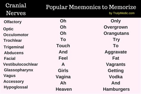 Cranial Nerves Mnemonic Nursing ` Cranial Nerves Mnemonic | Cranial ...