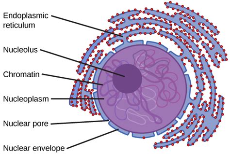 Nucleus | Biology for Majors I