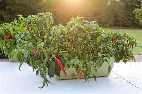 Cayenne Pepper: A Delicious Chile In Your Garden | Grow Hot Peppers