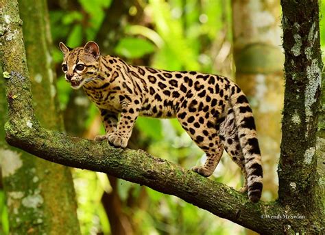 30+ Amazing Rainforest Animals; Most of Them is Endangered