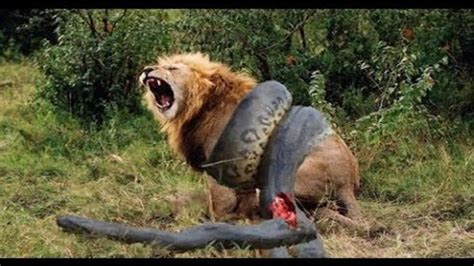 Top 10 Craziest Animal Fights Caught On Camera - Most Amazing Wild ...