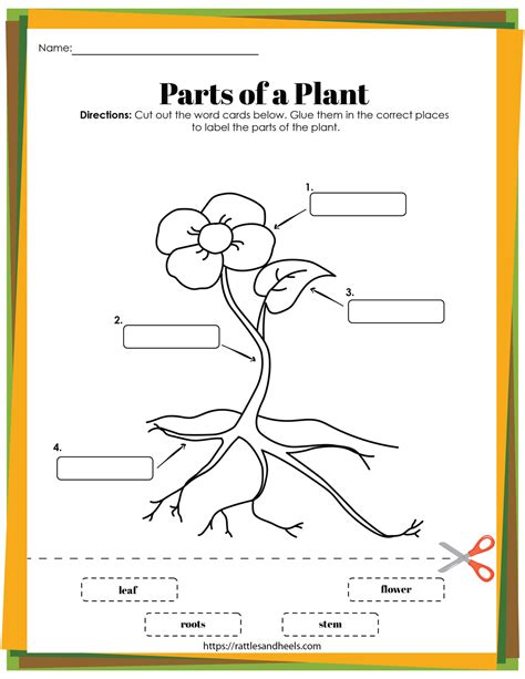 Free Plant Life Cycle Worksheet Printables