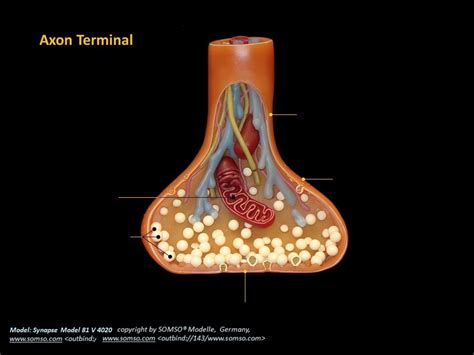 Axon Terminal Diagram | Quizlet