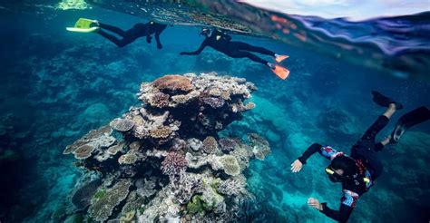 From Cairns: Great Barrier Reef Snorkeling Experience | GetYourGuide