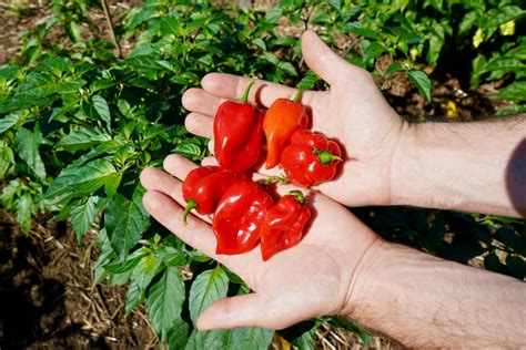 When To Pick Habanero Peppers (Tips To Know When) - Pepper Geek