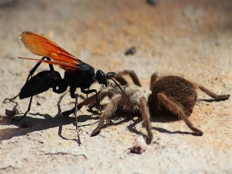 SCARY! 10 facts about tarantula hawk wasps