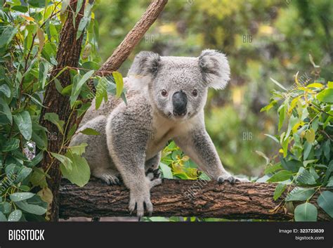 Koala On Eucalyptus Image & Photo (Free Trial) | Bigstock