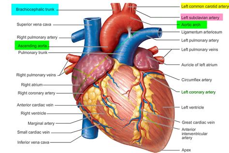 Brachiocephalic Artery and its branches - Function and Blood Supply