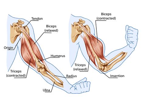 Upper Arm Tendon Anatomy