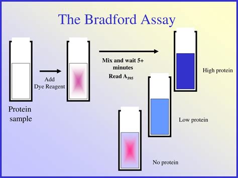 PPT - Protein Concentration Determination PowerPoint Presentation, free ...