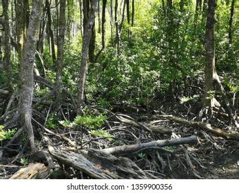 Mangrove Roots Adaptations Wild Stock Photo 1359900356 | Shutterstock