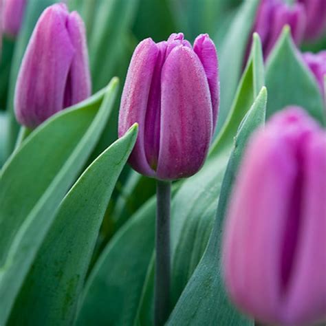 Tulipa 'Purple Flag' (Triumph Tulip)