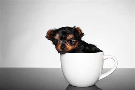 25 Teacup Dog Breeds for Tiny Puppy Love - Parade Pets