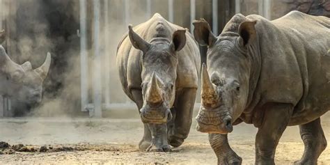 How Fast Can a Rhino Run? All 5 Species Speed Comparison