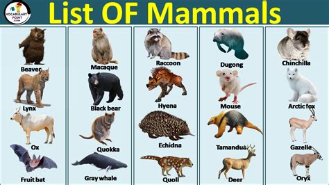 mammals list of Archives - Vocabulary Point