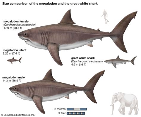 Megalodon | Size, Fossil, Teeth, & Facts | Britannica