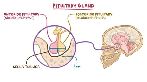 Pituitary gland histology: Video, Anatomy & Definition | Osmosis