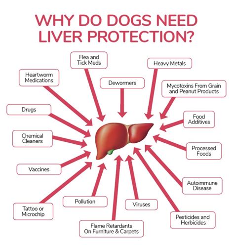 Spot The Early Signs Of Liver Disease In Dogs - Dogs Naturally Magazine