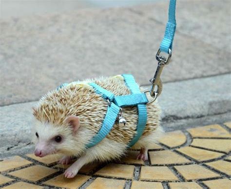 As far as pets go, it is the African pygmy hedgehog that is the most ...