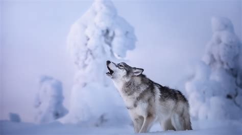 Snow Wolf Wallpaper