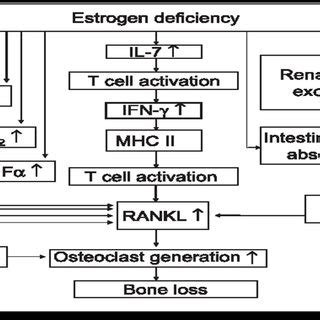 A model of the effects of estrogen deficiency on bone loss ...