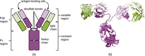 Antigen Structure And Function