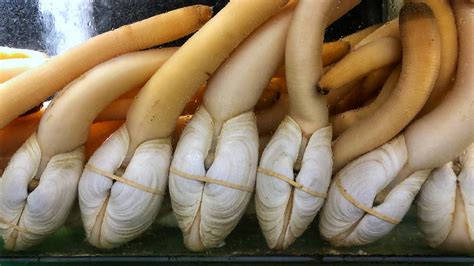 What Is A Geoduck And How Is It Eaten?