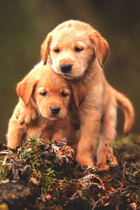 Puppies Wallpaper - KoLPaPer - Awesome Free HD Wallpapers