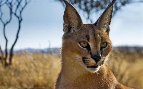 🔥 Download Animals Namibia Caracal Bing Blurred Background Wallpaper by ...