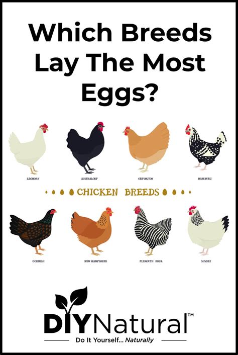 Best Egg Laying Chickens: A List of The 15 Best Chicken Breeds for Eggs