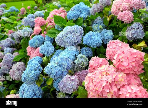 Hydrangea bush showing both pink and blue flowers Stock Photo - Alamy