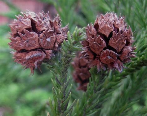 Planting Cryptomeria Japonica Seeds