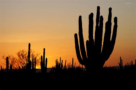 File:Sonoran desert sunset.jpg - Wikipedia