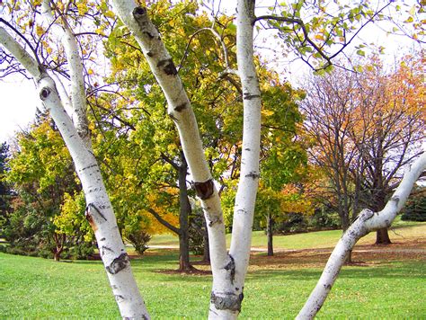 Birch Tree And Other Trees Free Stock Photo - Public Domain Pictures