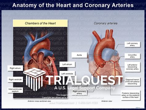 Anatomy of the Heart and Coronary Arteries - TrialExhibits Inc.