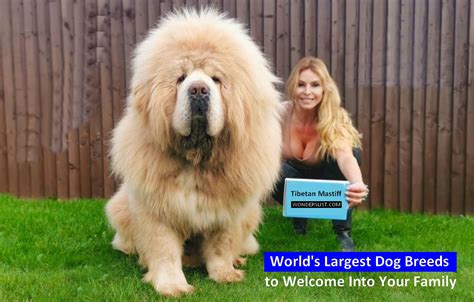 Top 10 Big Dog Breeds in The World - Wonderslist