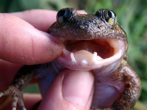 Welcome new fanged friend: A new species of Fanged Frog discovered in ...