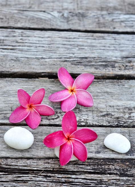 Tropical Lei Frangipani Flower Stock Photo - Image of flowering ...