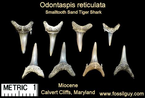 Fossilized Shark Teeth Identification Chart