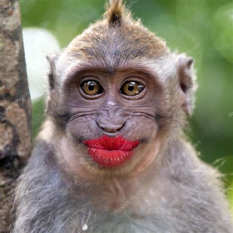 Funny monkey with a red lips Stock Photo by ©watman 70252811