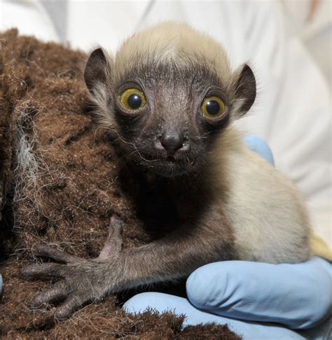 Lemurs Are the Most Endangered Mammals on the Planet, And This Adorable ...